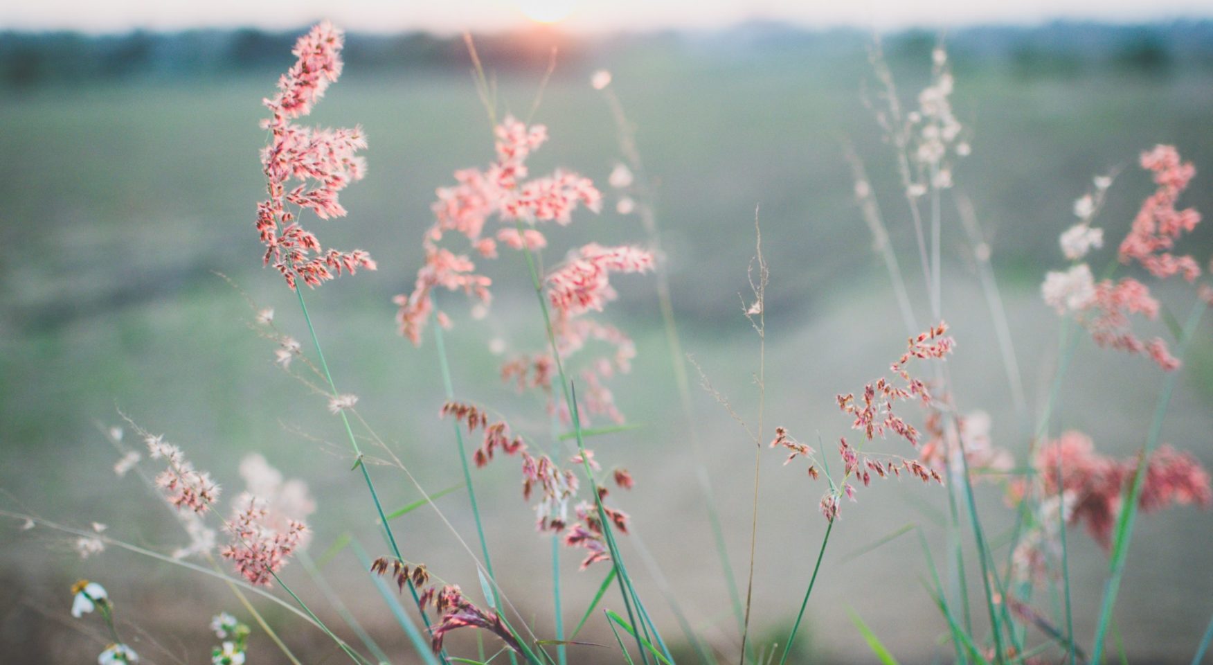 pink feathery wildflowers