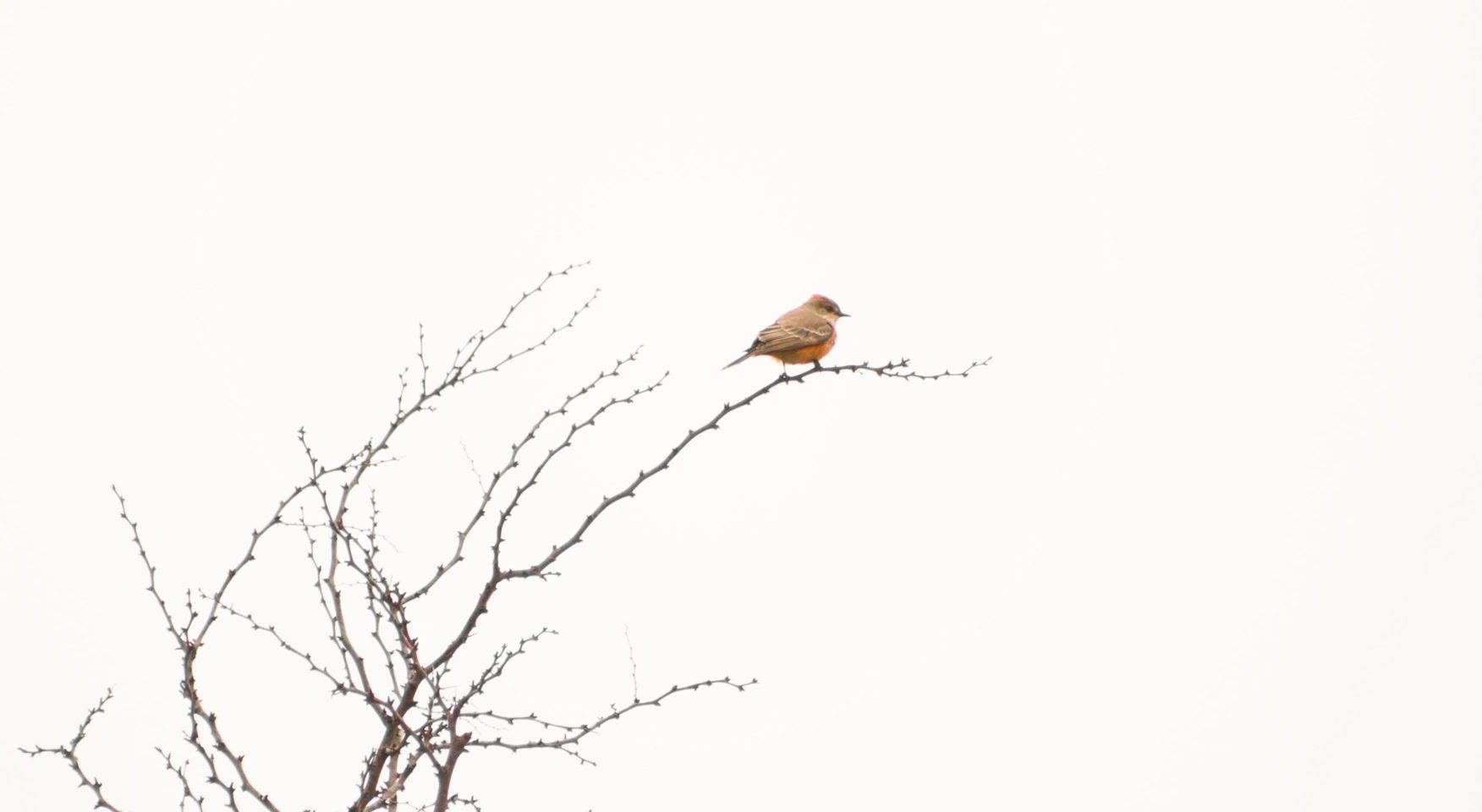 Lone bird in bare winter tree