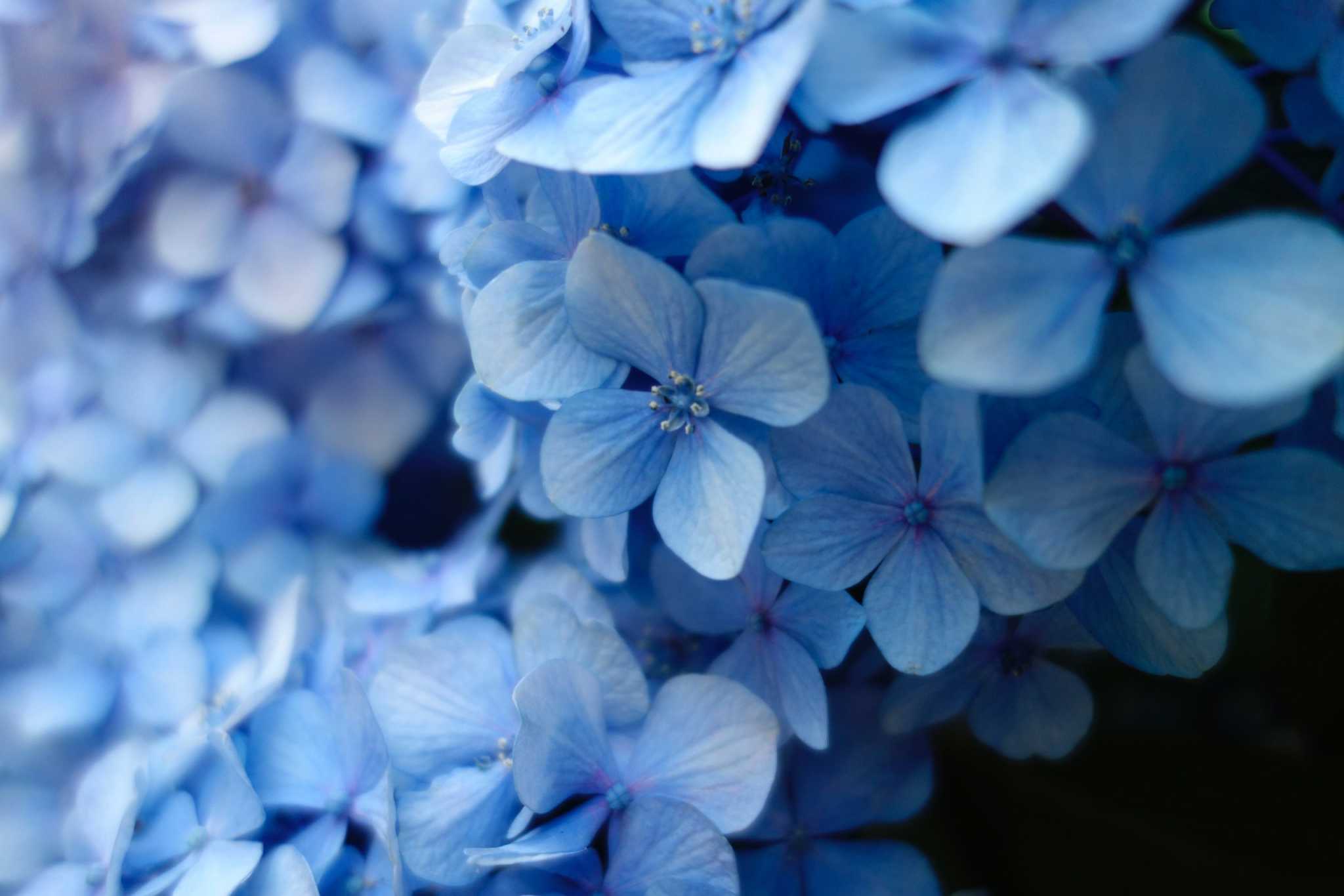 Closeup of blue hydrangea blossom