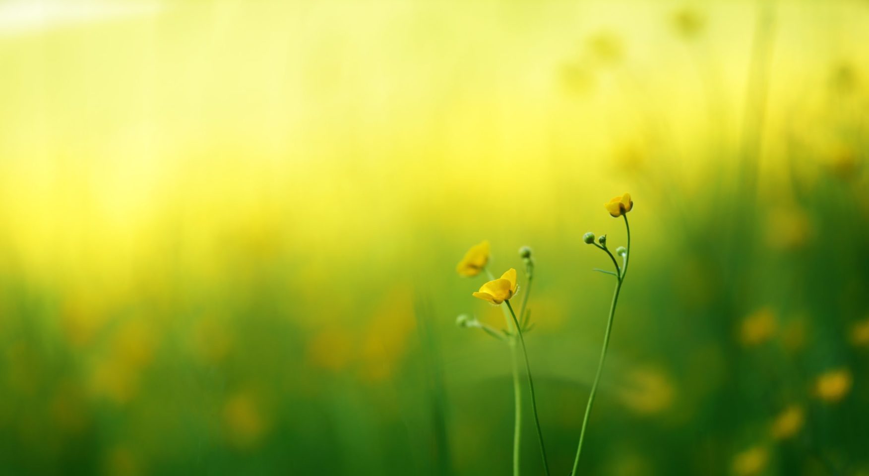 Field of buttercups