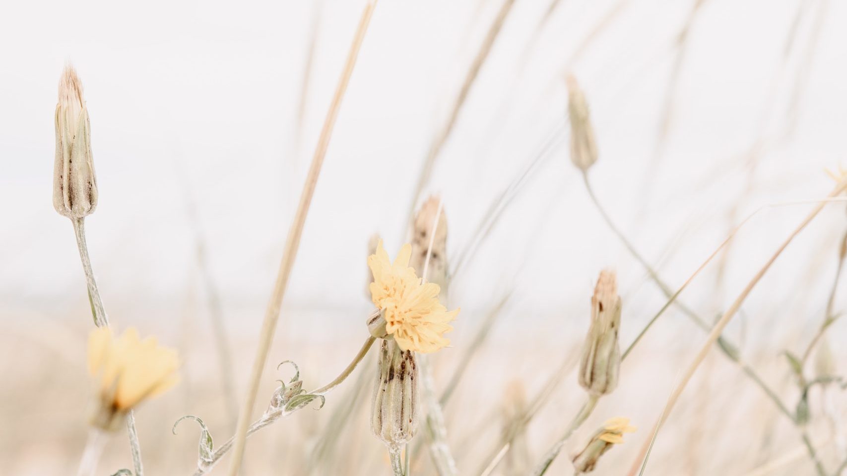 Dry looking dandelions