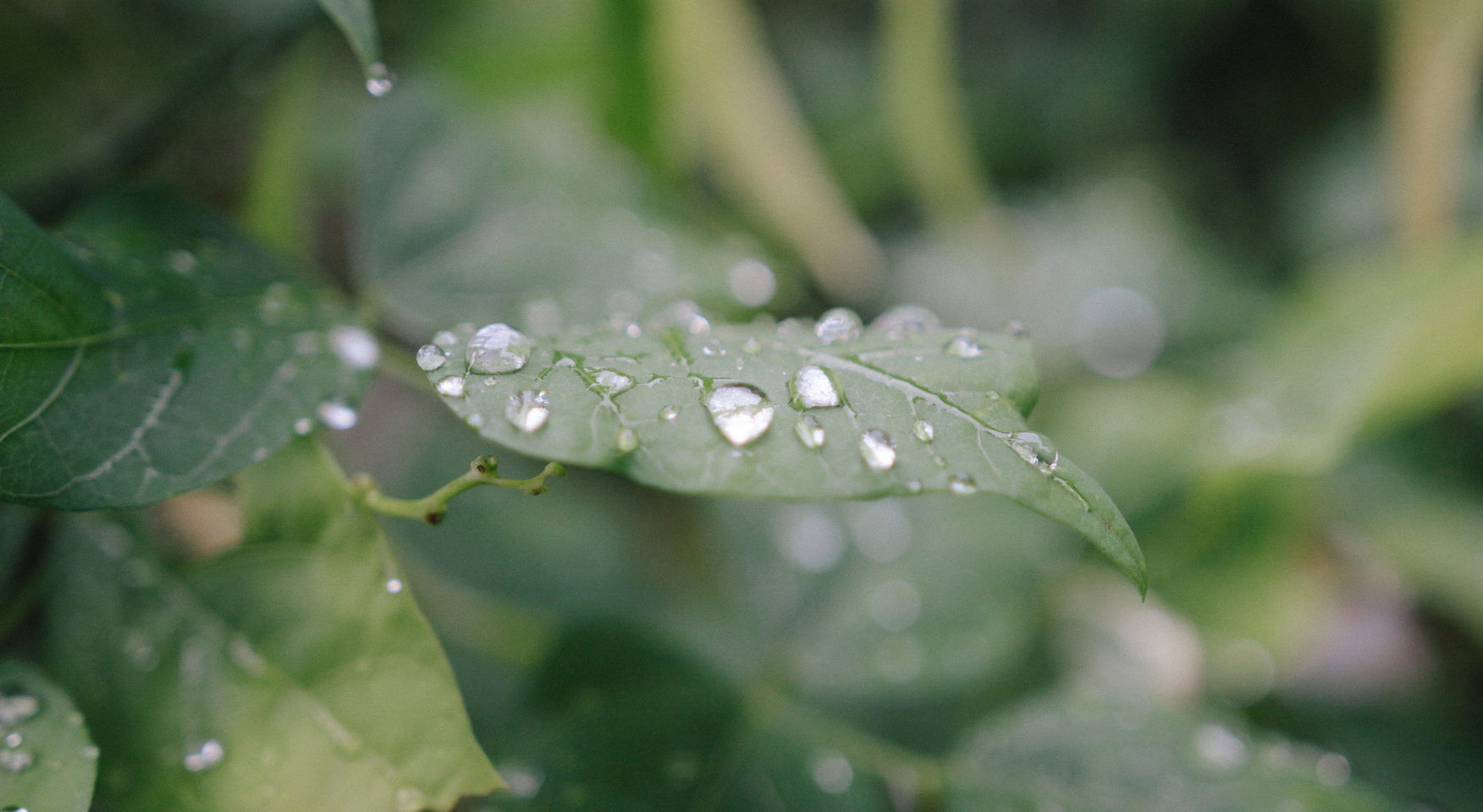 closeup of dew drops on green leaf