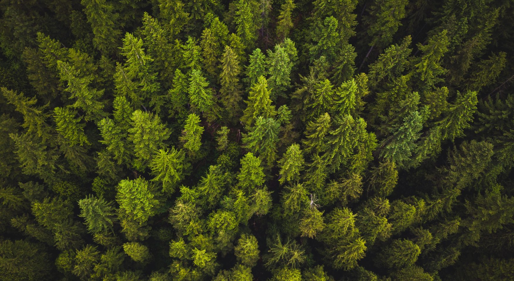 Evergreen treetops