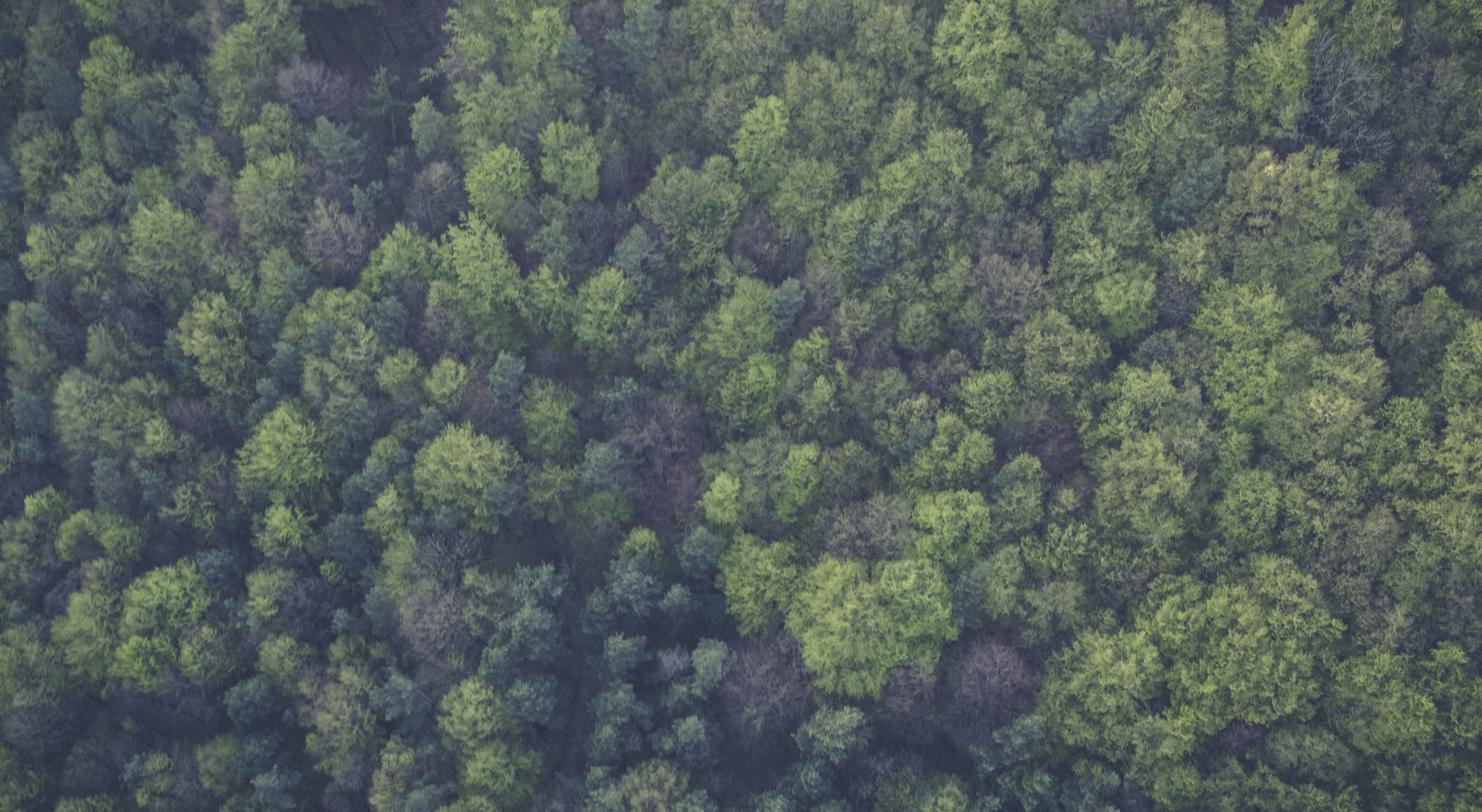 looking down on green tree tops