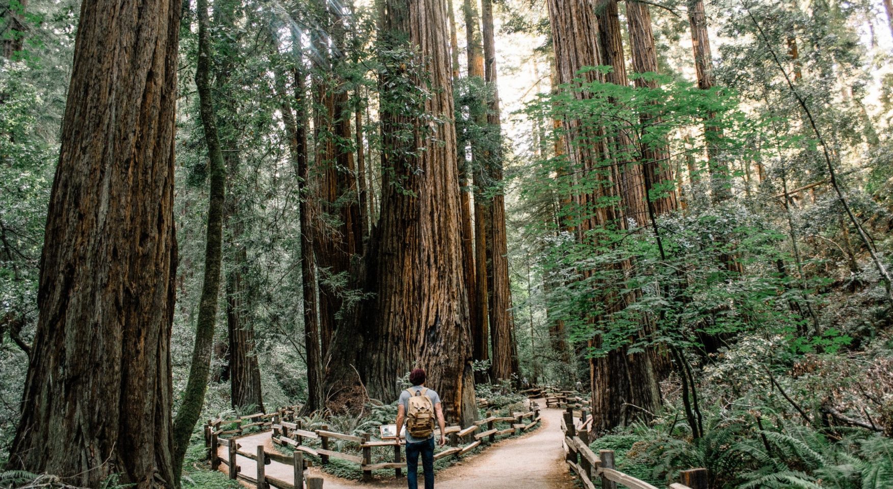 Hiker on a path through old forest tall trees