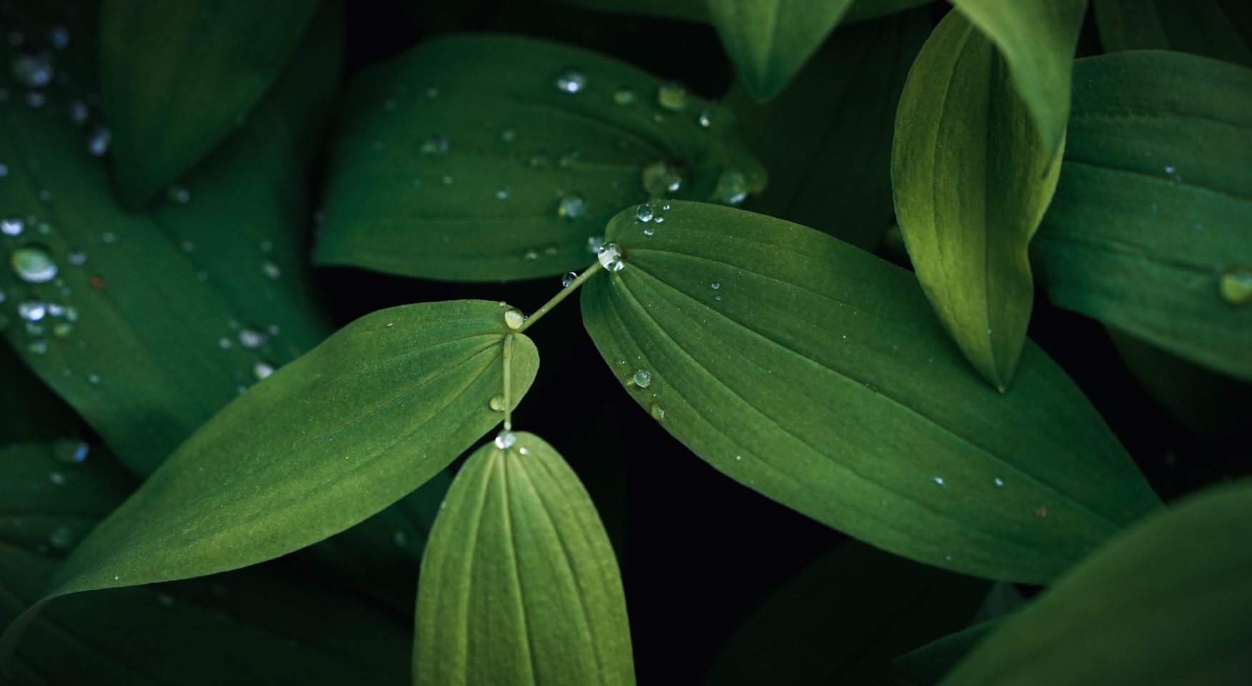 leaves and dew drops