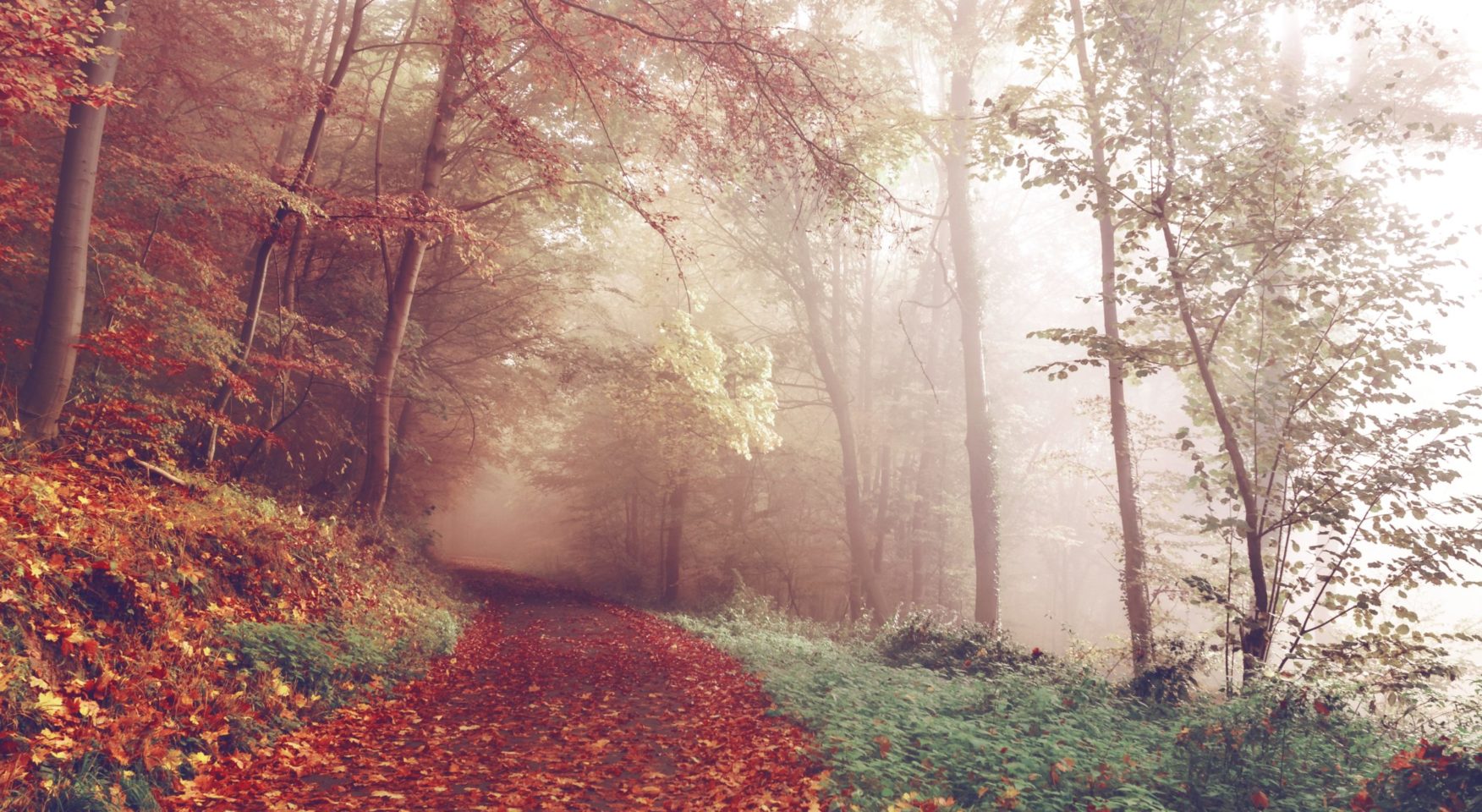 misty autumn mountain path