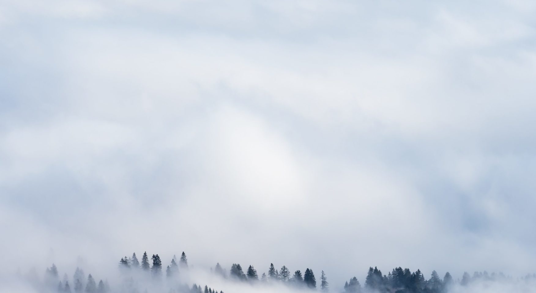 misty evergreen treetops