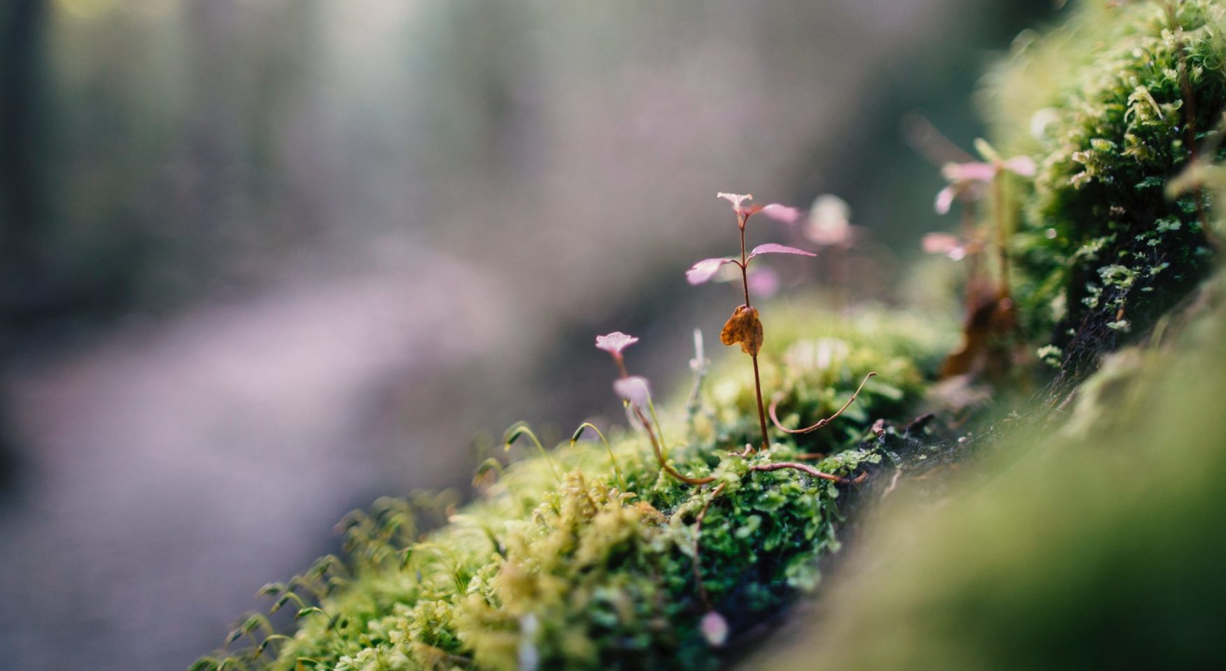 Tiny pink flowers growing on moss