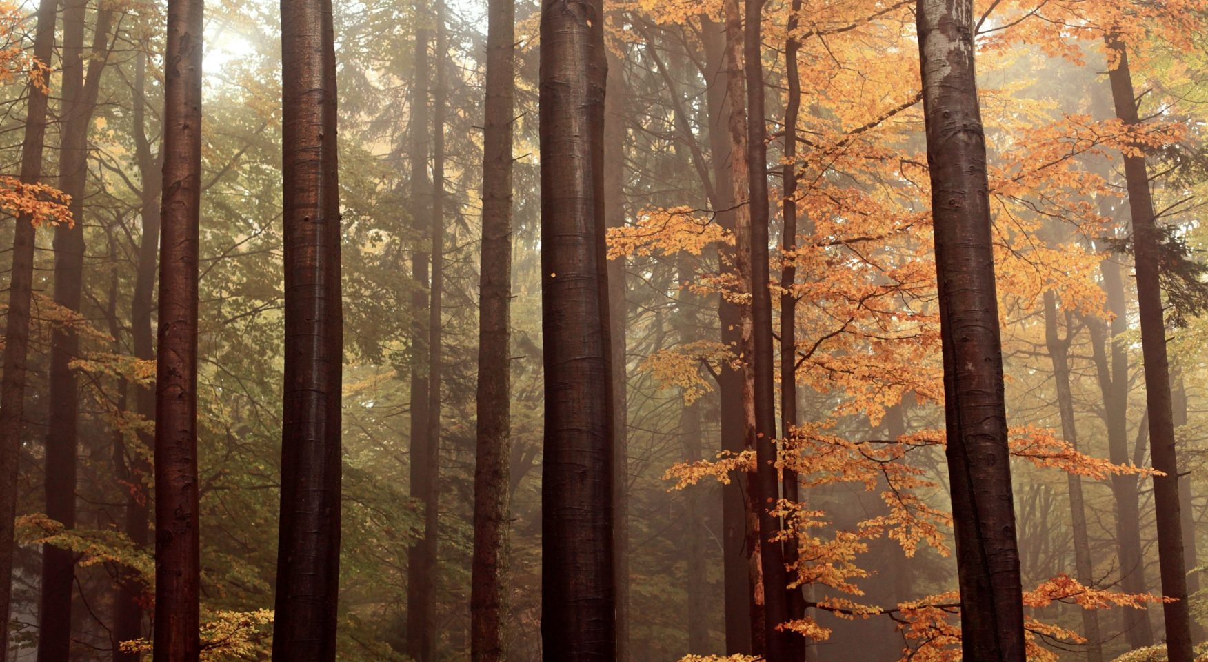 Orange leaves on tall trees