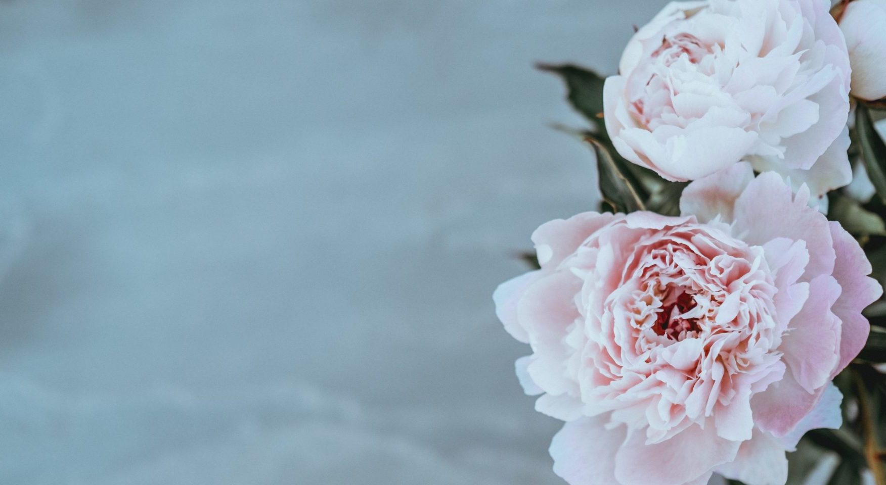 pink peonies