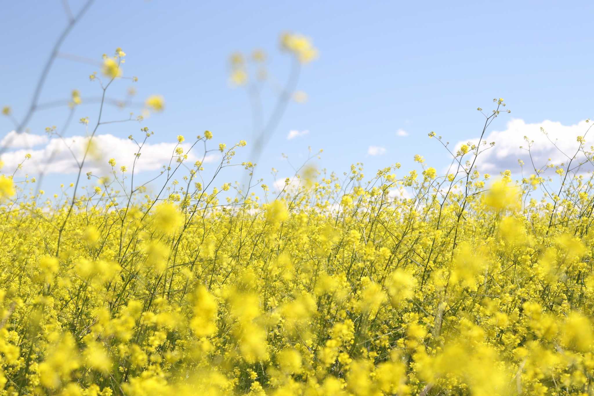 Field of puffy yellow flowers and pale blue sky