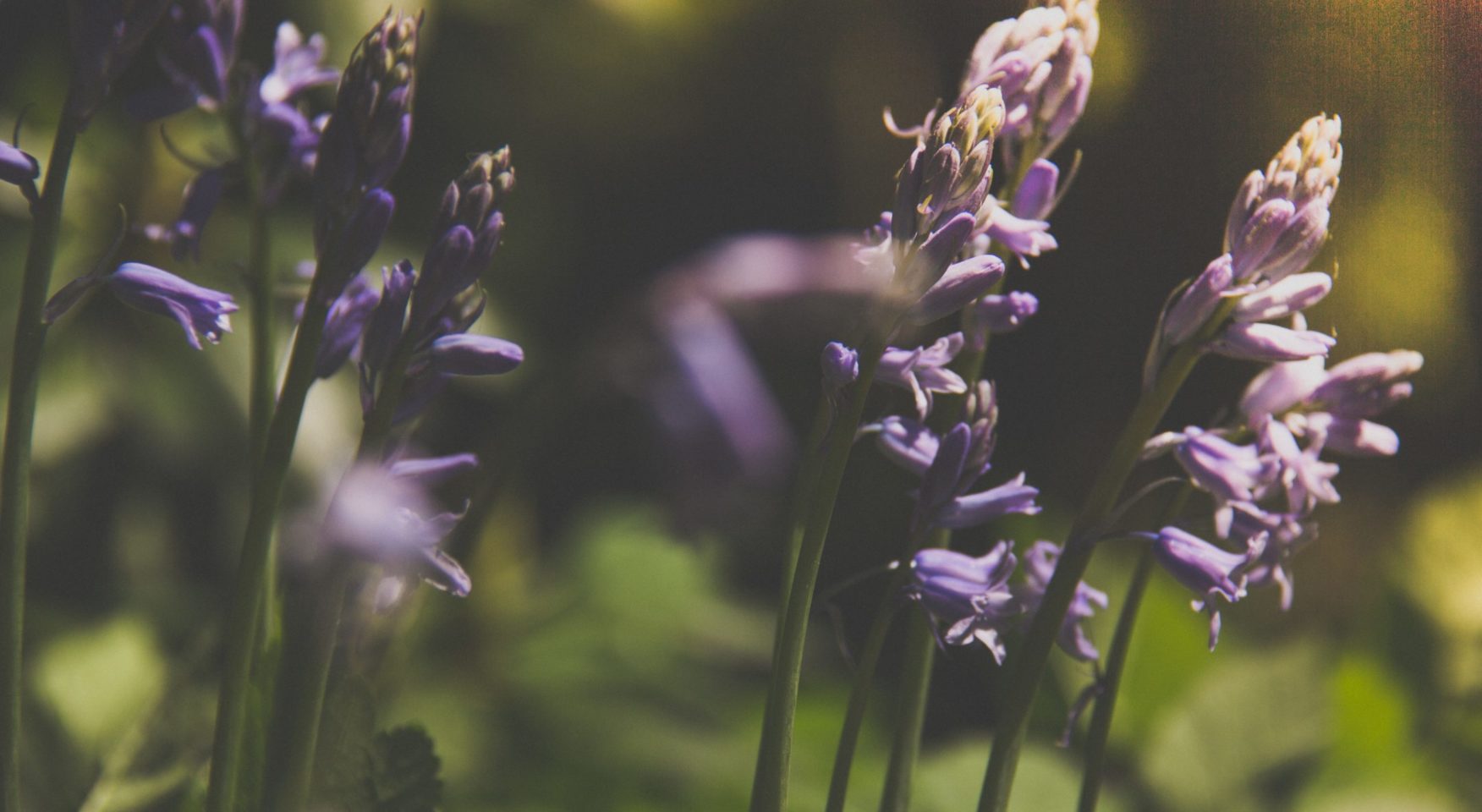 Purple hyacinth wild