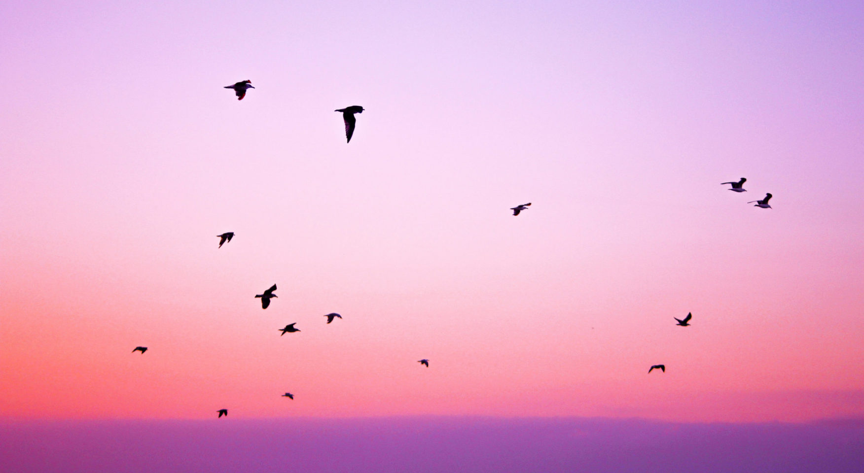 purple pink sky with flying birds silhouette