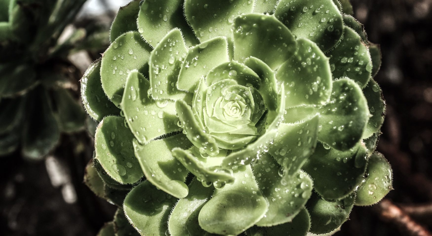 succulent plant covered in dew drops