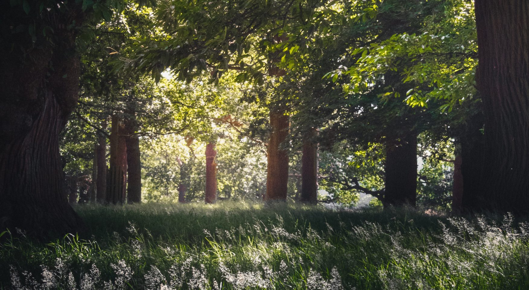 Forest and wild grass in summer light