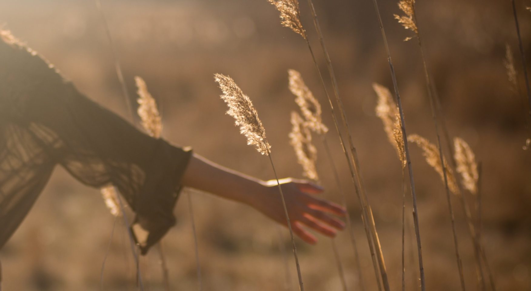 Woman's hand touching wild grass in sunlight