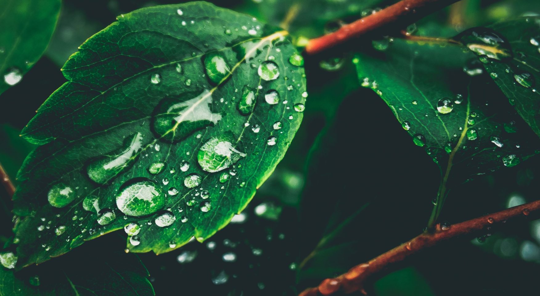 dark green leaves with dew drops