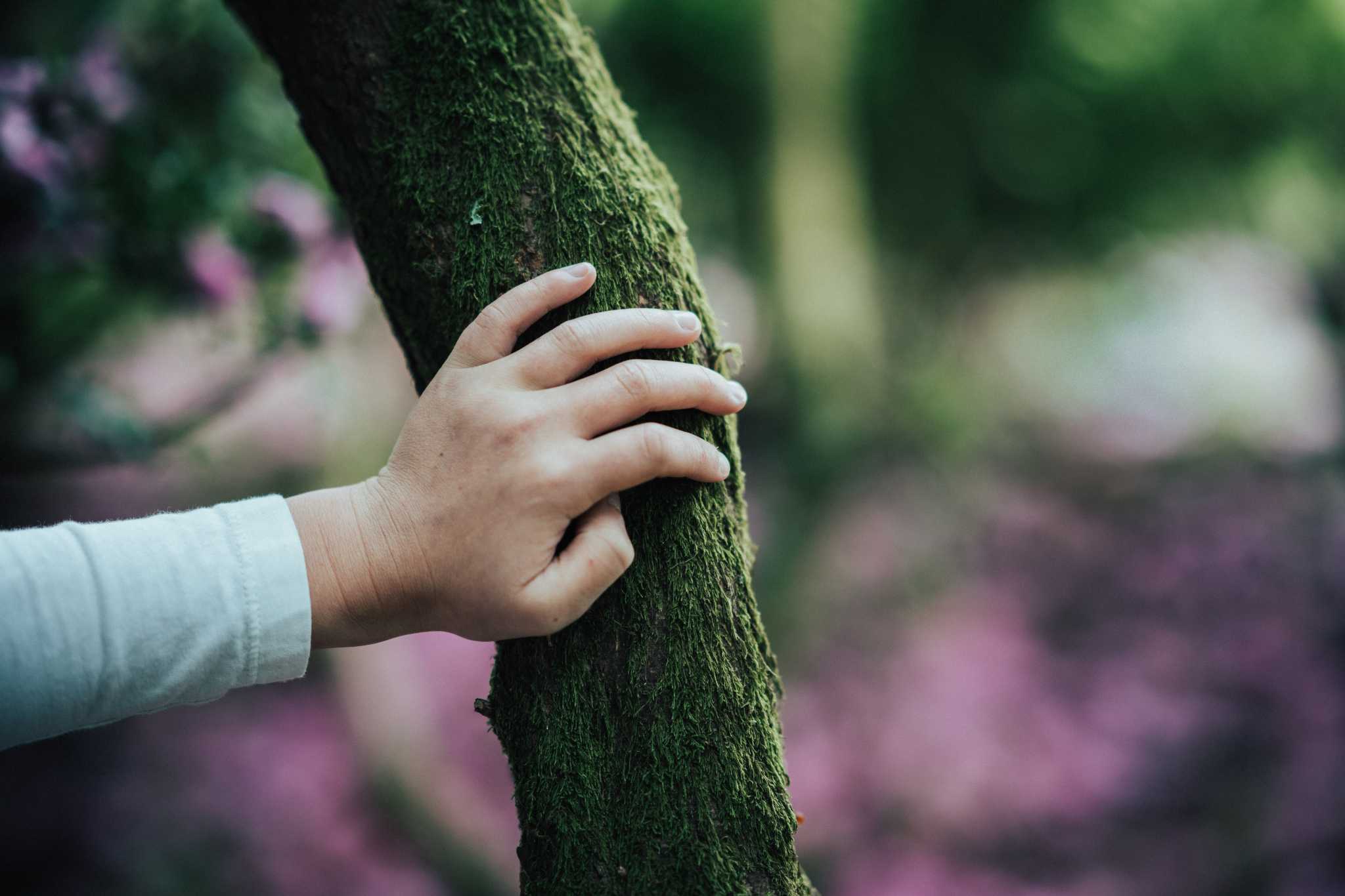 hand touching mossy tree